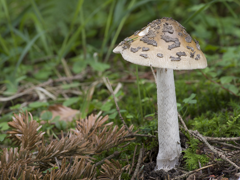 Amanita ceciliae